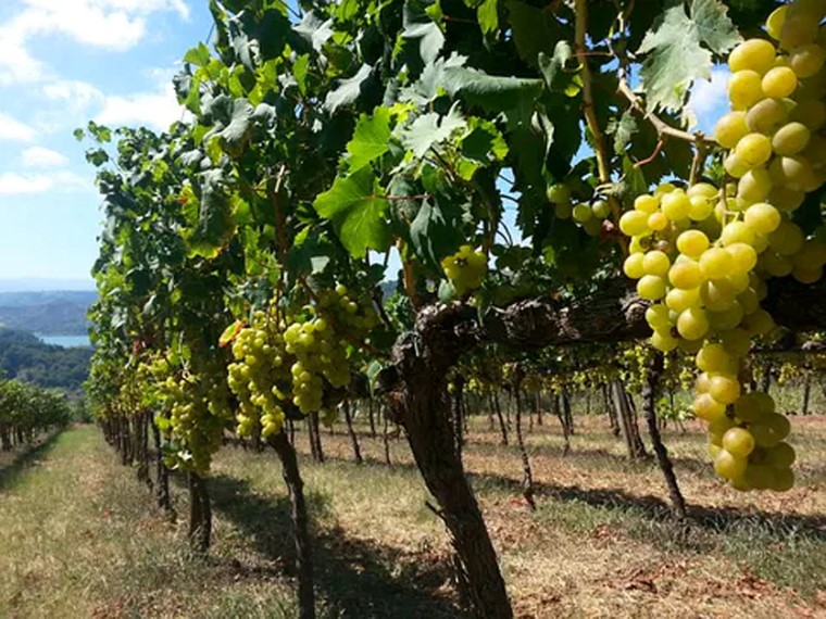 Cantine Benvenuto